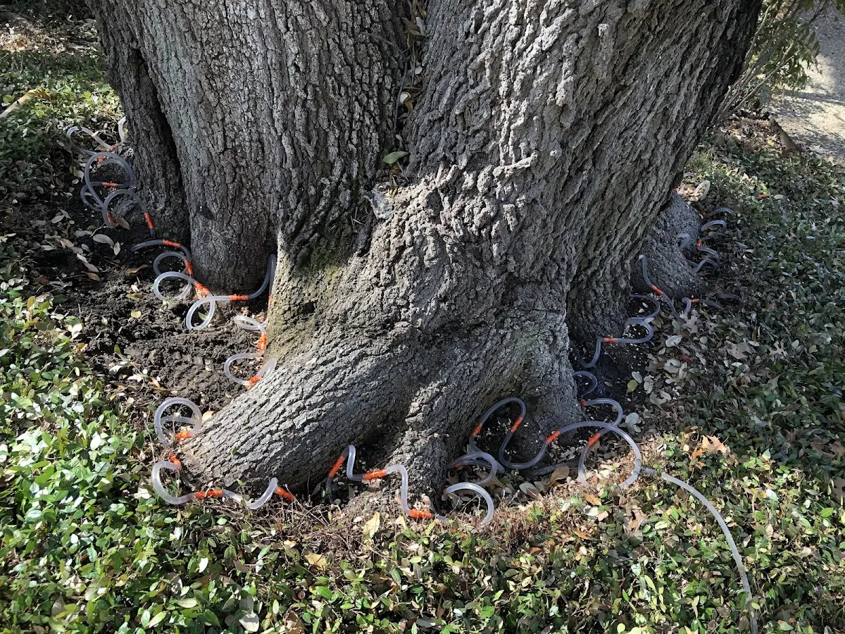 Detailed Tree Cabling and Bracing job site in Hernando