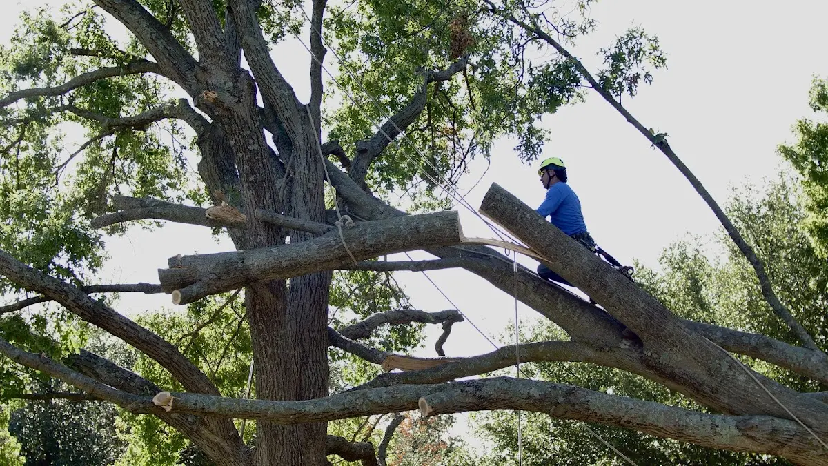 Professional Crown Thinning performed by certified arborists in Hernando